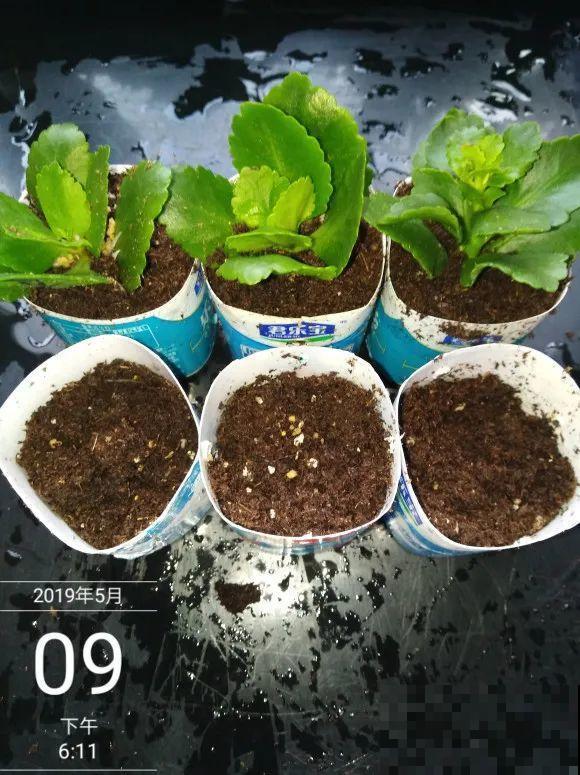 现在扦插超好活，剪根枝，捂3天，冒出狗牙根！