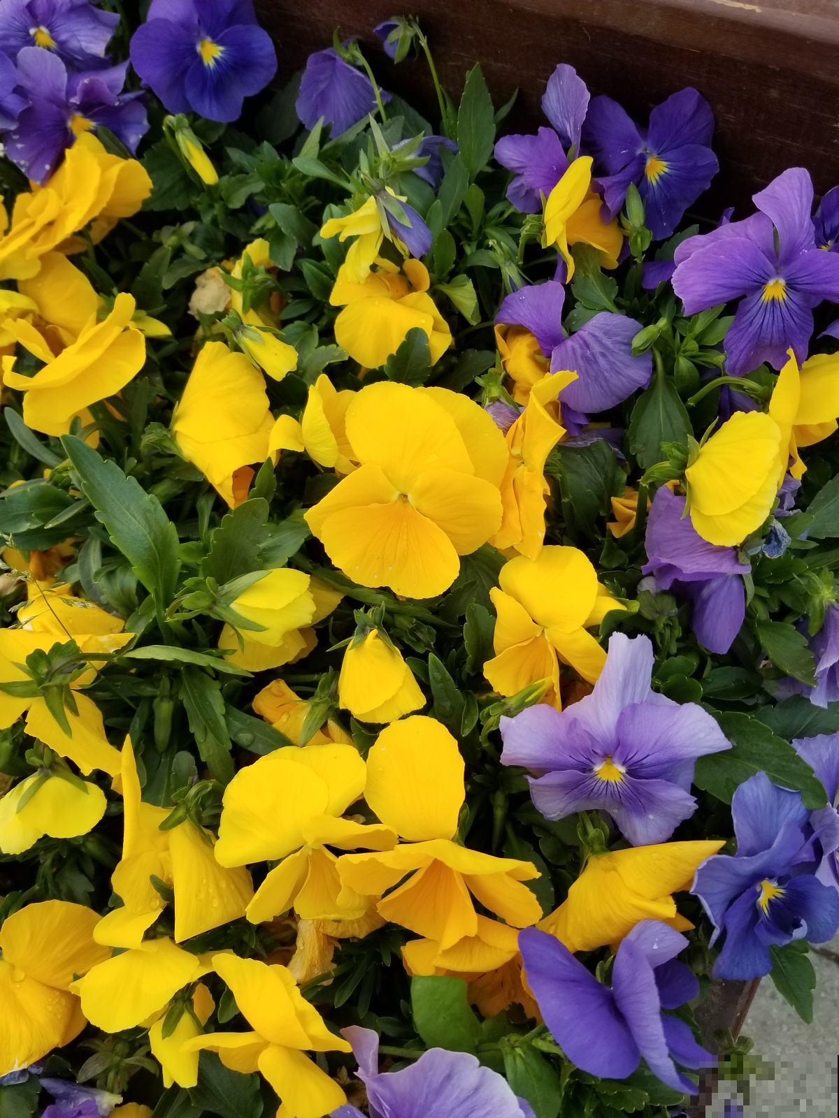 开花美过蝴蝶的角堇，冬天也不要错过，轻松开满盆！