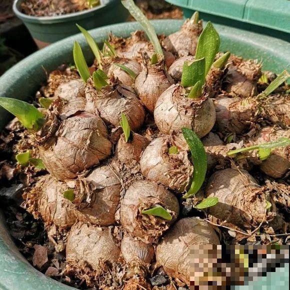 “过年花”开完，还能分10盆，每年都开花