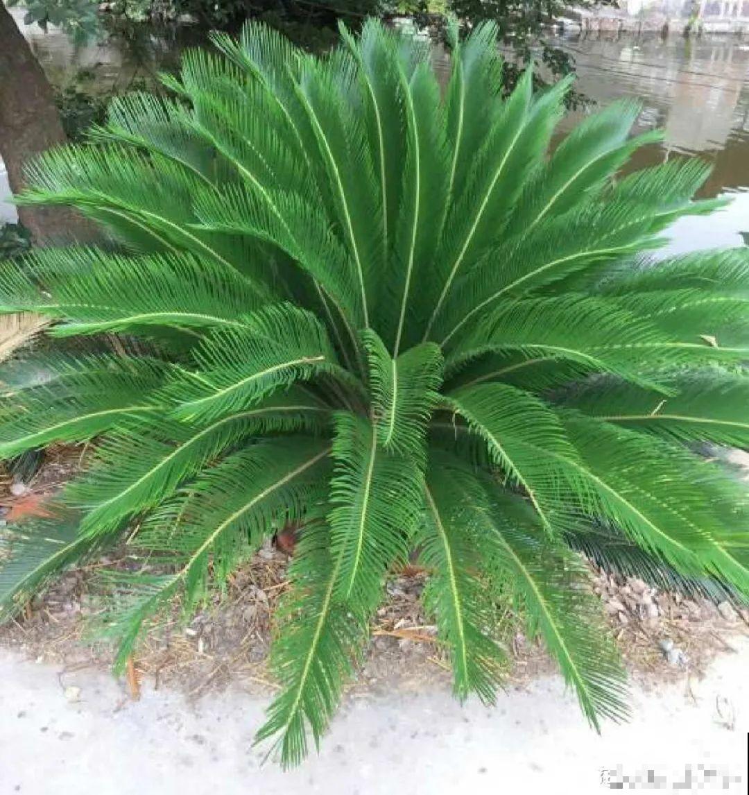 大门口种棵花，吉利又好看，镇宅保平安