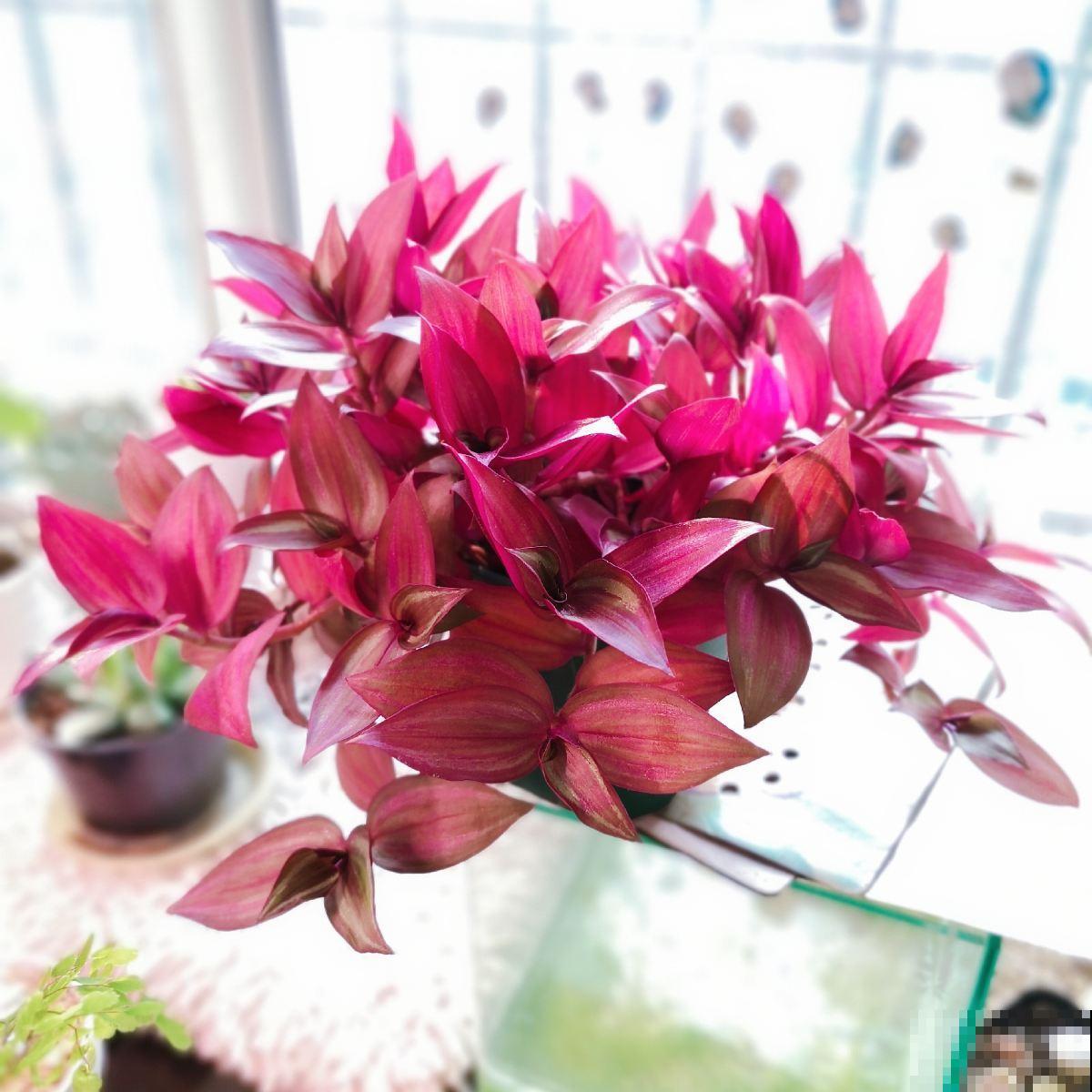 通过养花交到的朋友，是我一生的荣幸……