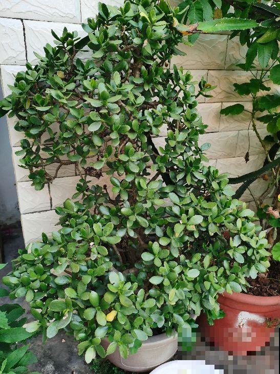 三种花不适合新手，有些养护经验的人比较适合养，开花超美