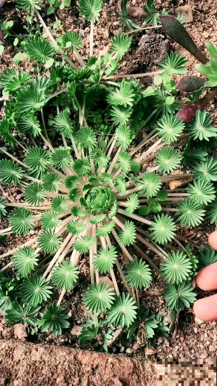 4种超有趣的植物，随便养一种，都成了“玩具”