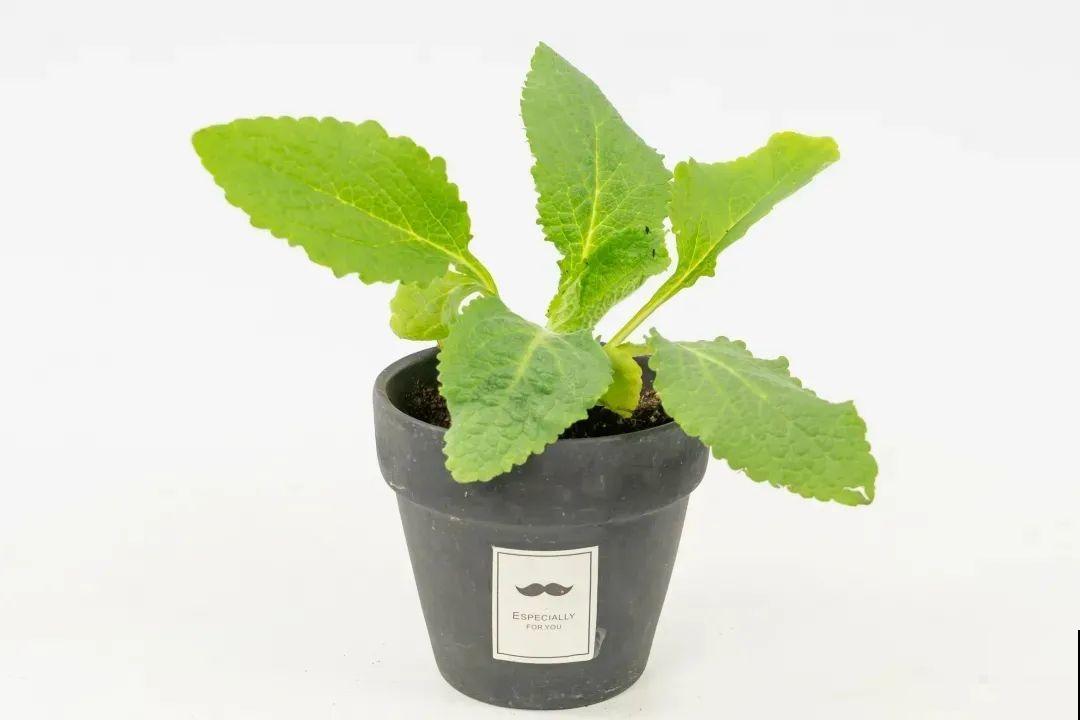 毛地黄名字不好听，可开花却超美，能长1米高