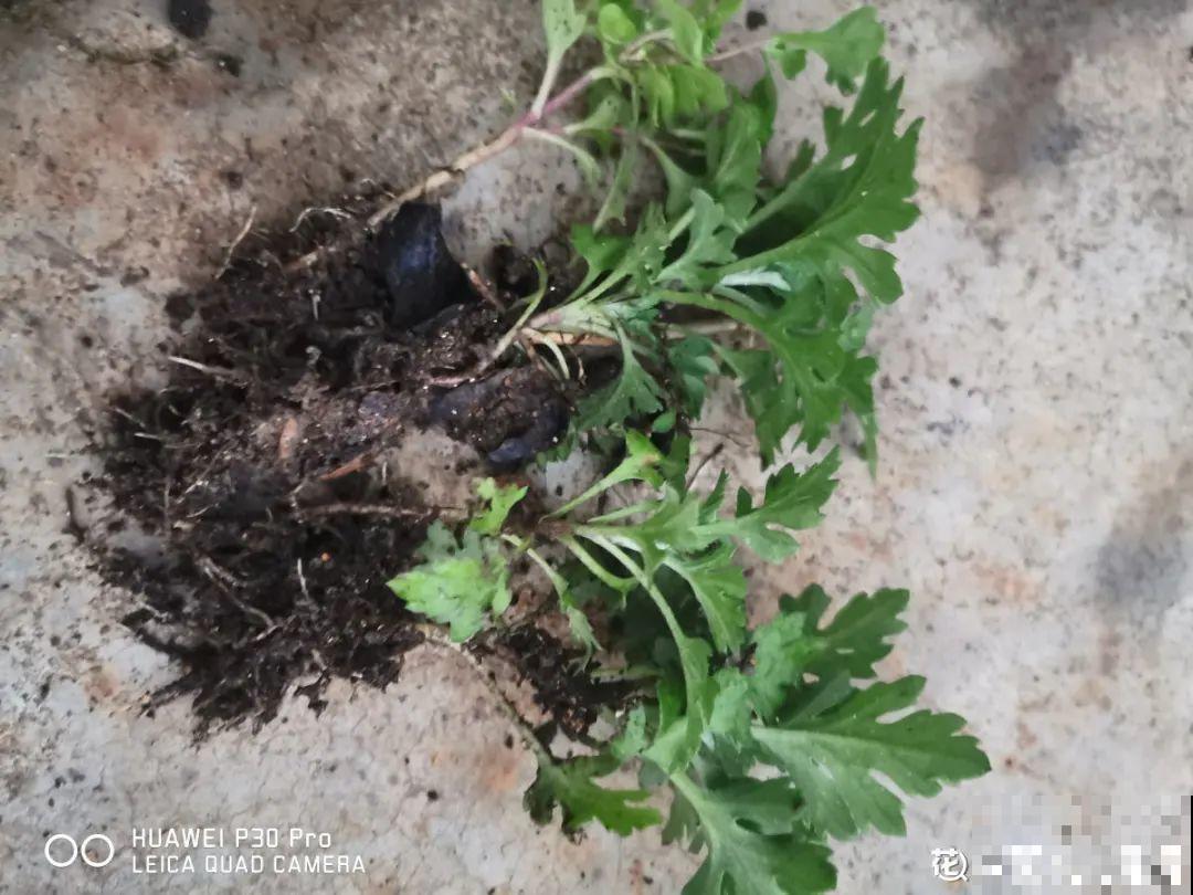 春天给花分株，1盆变成多盆，很快爆盆