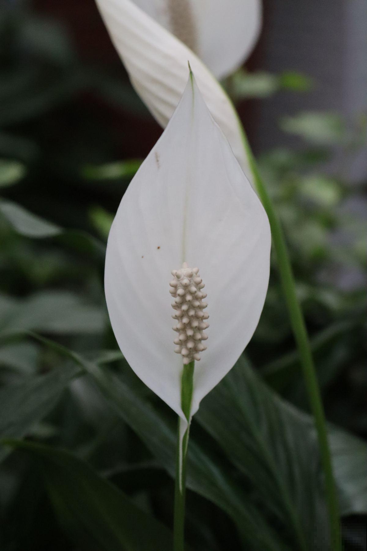 白掌原来这么好养，做好这4点，花越开越美！