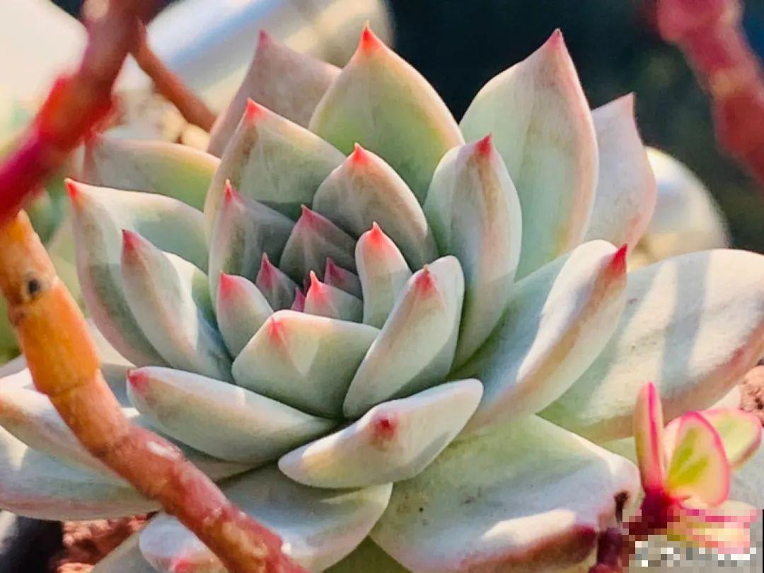 小阳台也能养多肉，一尺一寸，都是繁华！