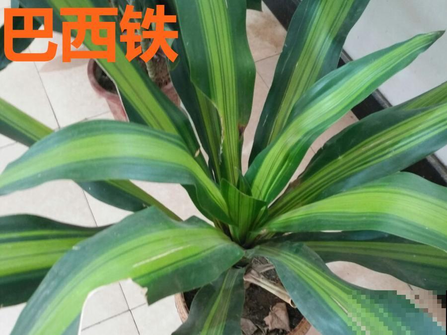 门口种了富贵竹，长到3米高，路过的都站着看！