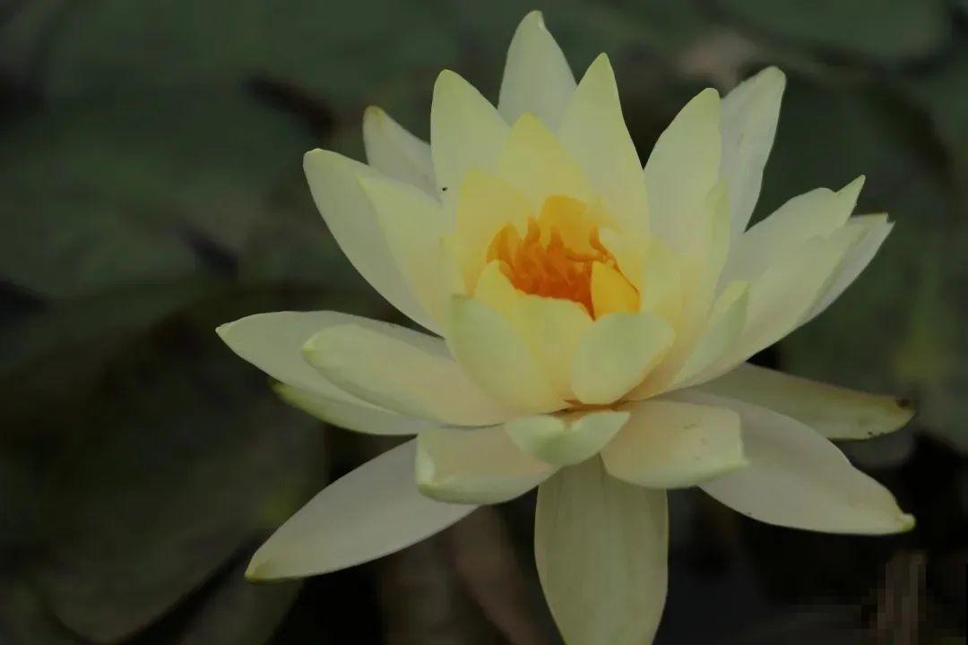 家里养盆“花中睡美人”，一天灌一瓢水，开花多得大缸放不下！