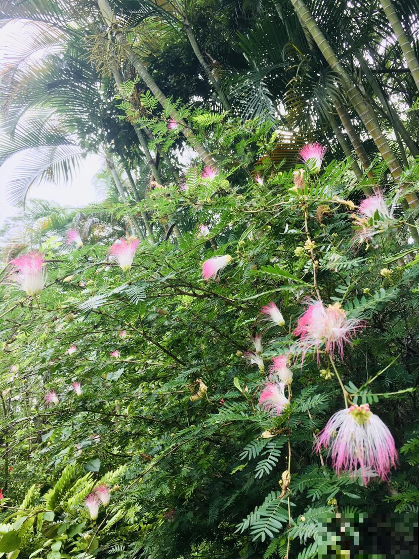 农村常见的野草，城里人当成了宝贝，花市卖得还挺贵