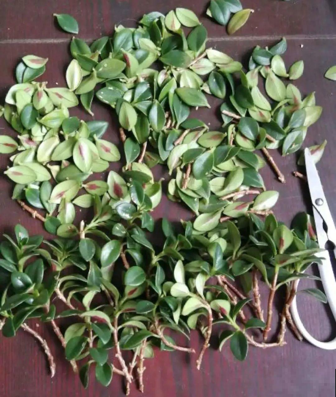 现在扦插超好活，剪根枝，捂3天，冒出狗牙根！