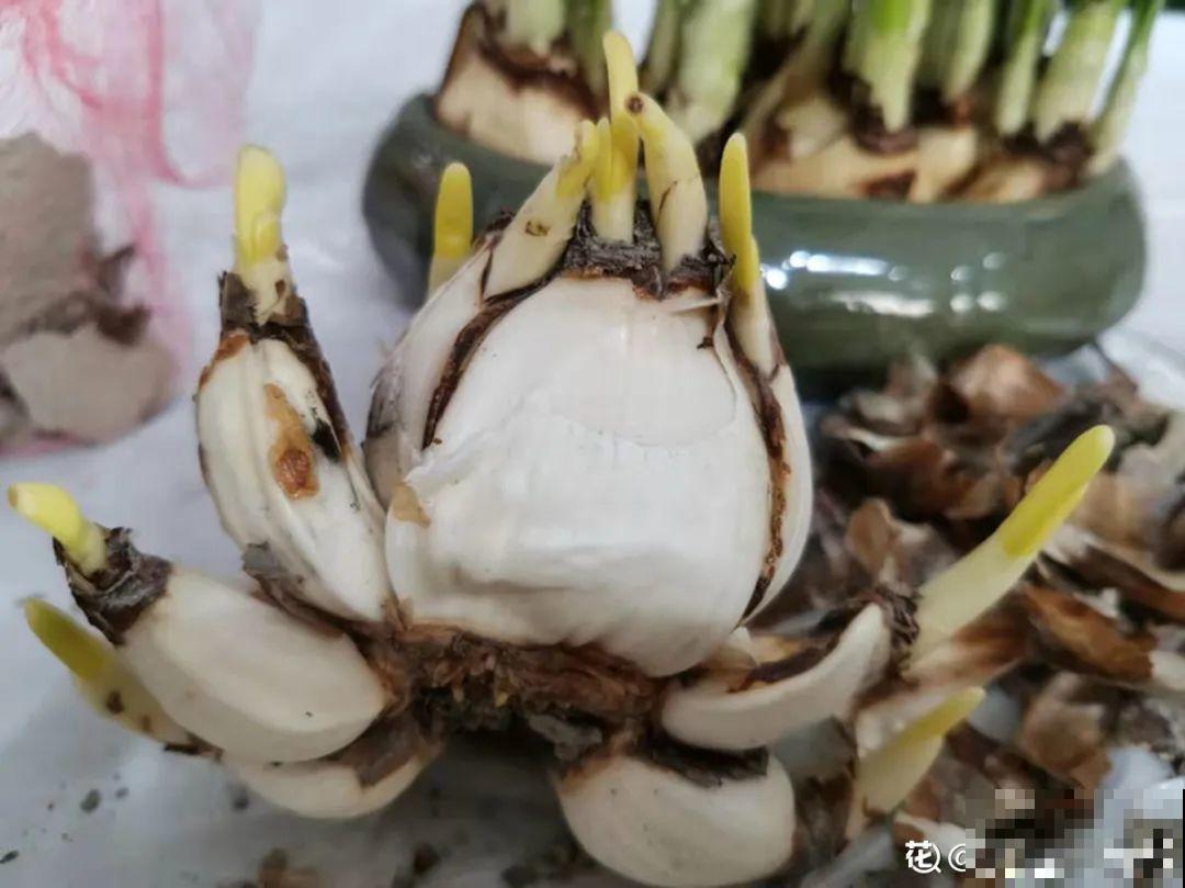 牙签串大蒜，冒充七彩水仙？千万别上当！