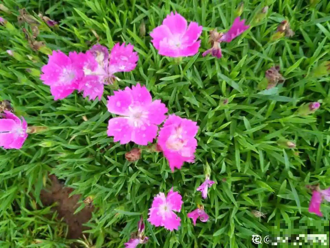 有院子的话，种这6种花，沾土就活一大片