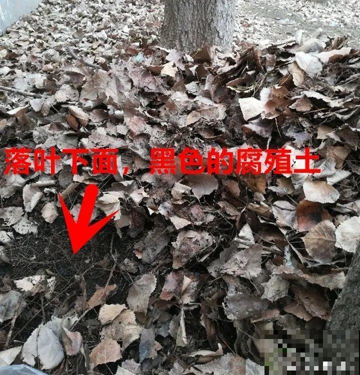 花出现7种情况，必须换盆，否则花活不过春天