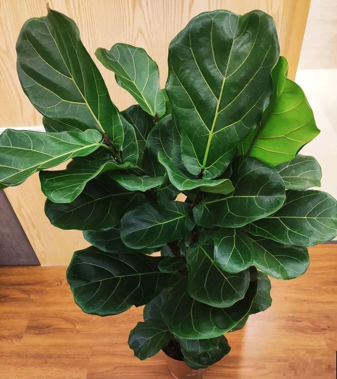 5度以下,常见的21种花必须断水,不然都烂根了 5度以下,常见的21种花必须断水,不然都烂根了