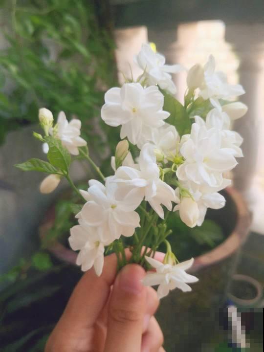 30个有趣的花谜,大多数人猜不对,你猜对了吗? 30个有趣的花谜,大多数人猜不对,你猜对了吗?