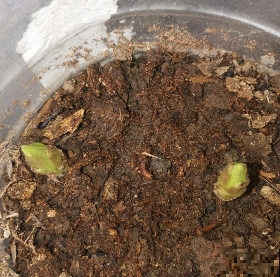 淘汰下的旧土先别扔，放锅里炒一炒，效果还很好！