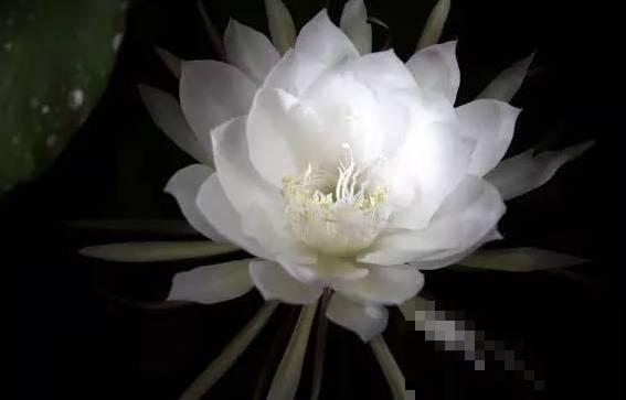 这几种花期短的花,最短只有5分钟,转眼就没了! 这几种花期短的花,最短只有5分钟,转眼就没了!