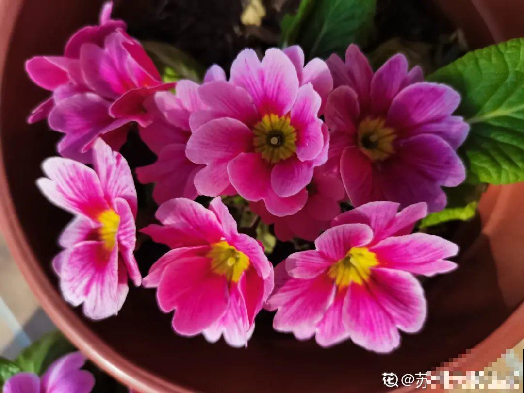 6种花是一次性，开完可以扔了，别再浪费时间