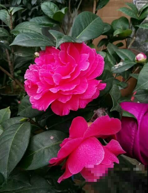 茶花越冷开花越多，但总是掉花苞，原来养护出现问题