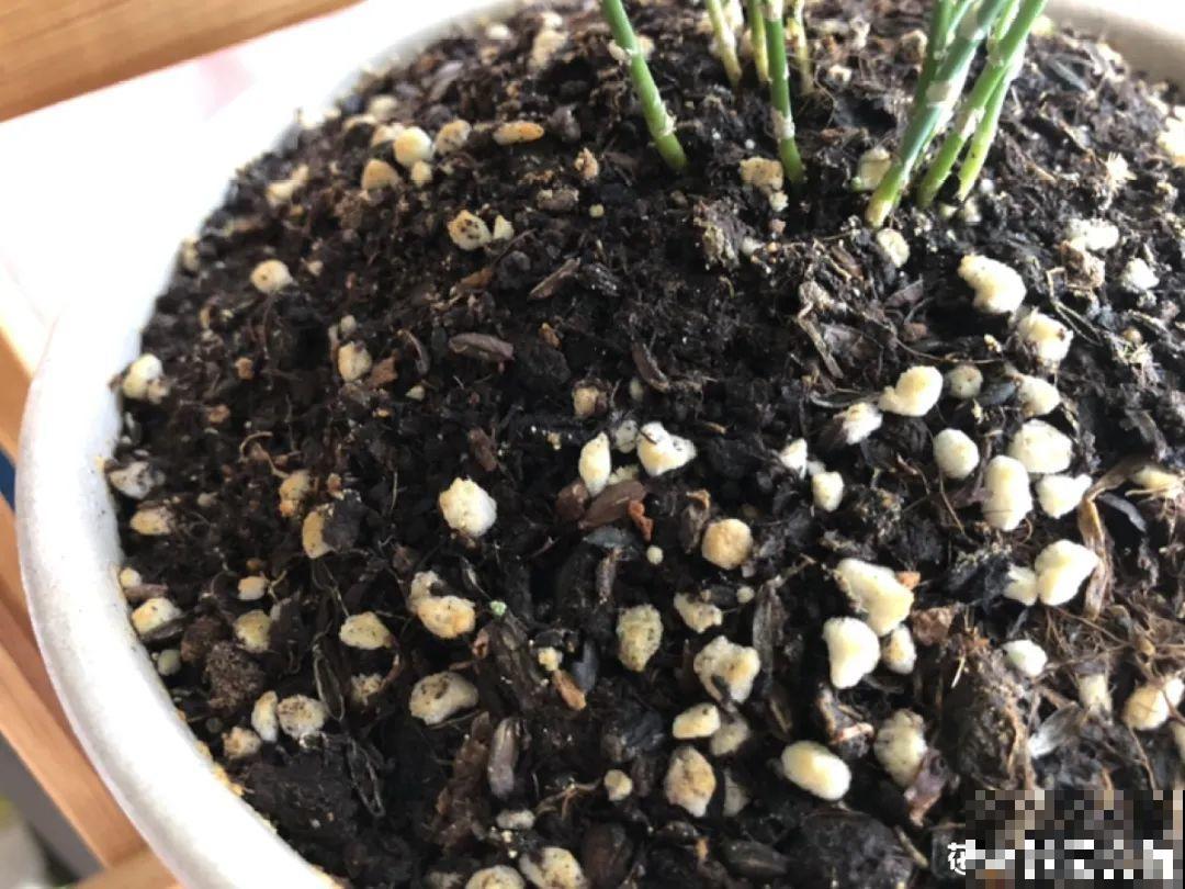 花盆里长了个“蛋”，赶紧换盆，否则必死无疑！