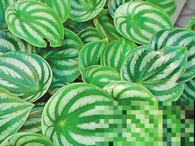 这种植物憨态可掬，耐阴又好养，像是一盆“小西瓜”！