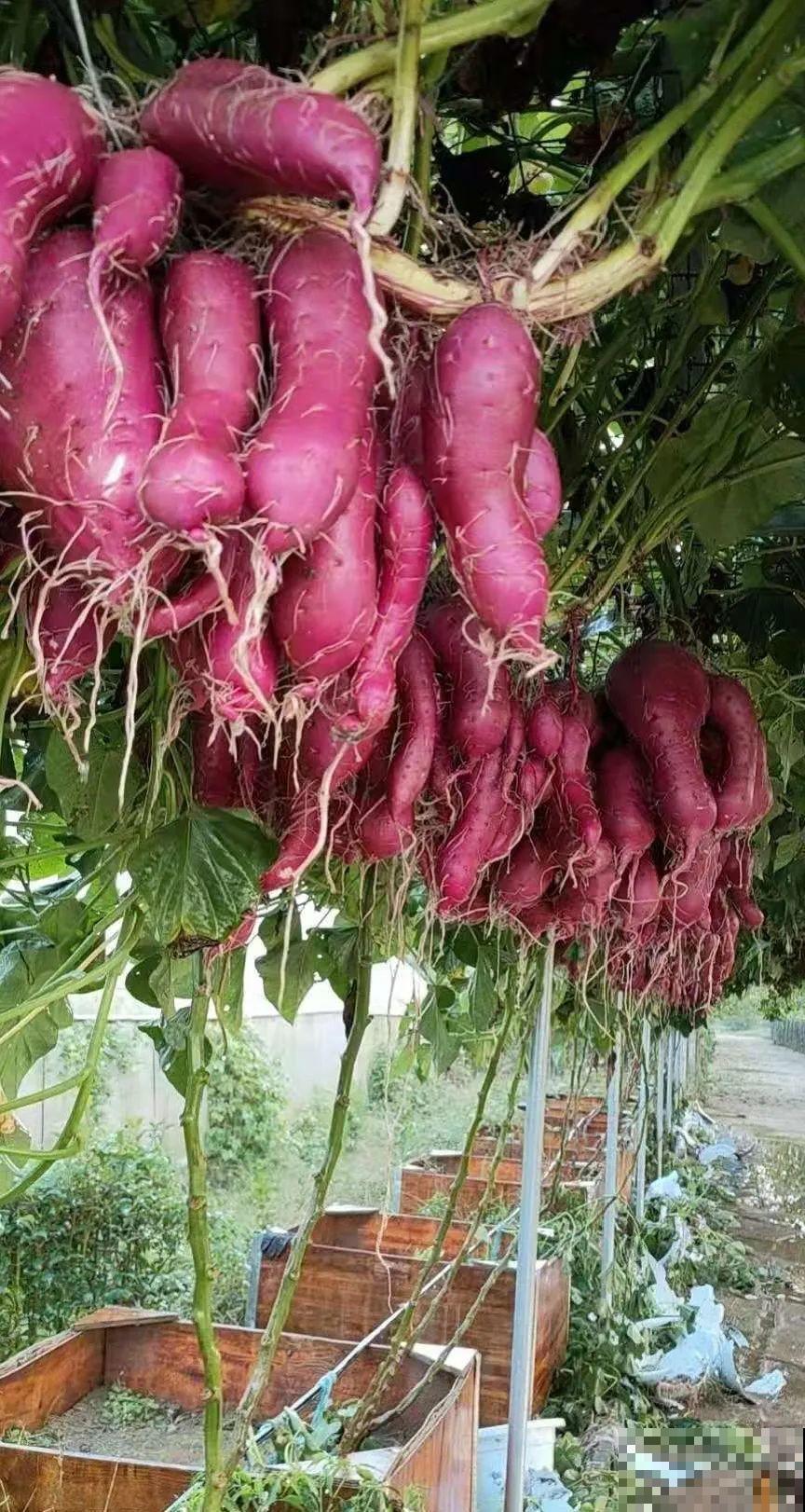 南瓜个头大的出奇，卖了2万8，比养猪还赚钱