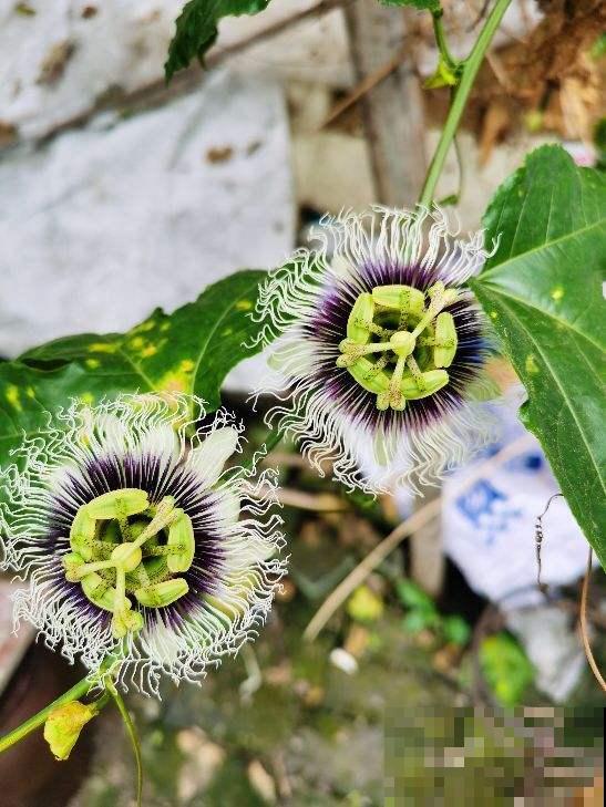几粒种子就能种出百香果,省了不少钱,而且养护特简单! 几粒种子就能种出百香果,省了不少钱,而且养护特简单!