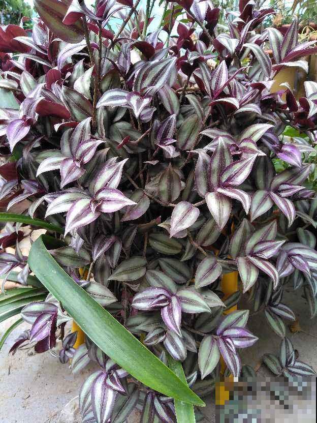 春天气温回升，3种花适合扦插，一周就能生根