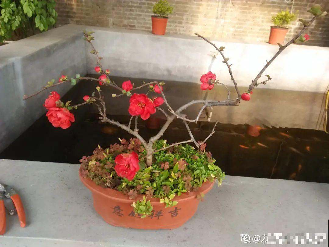 7种花先开花后长叶，颜值超高，养一盆爱一盆