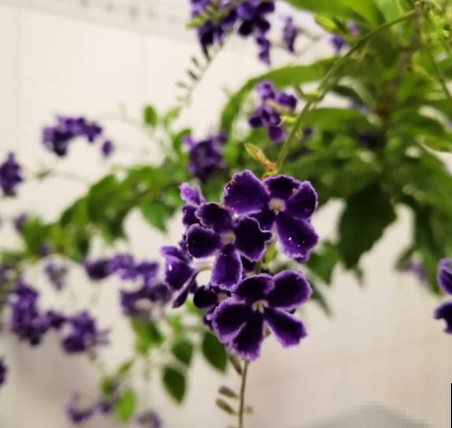 花中“甜心”蕾丝金露，巧克力奶油味，一闻就上瘾！