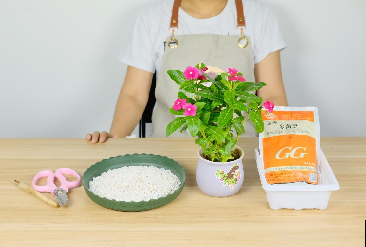绿植也需要补充维C！养花用一颗，疯狂开花不黄叶！
