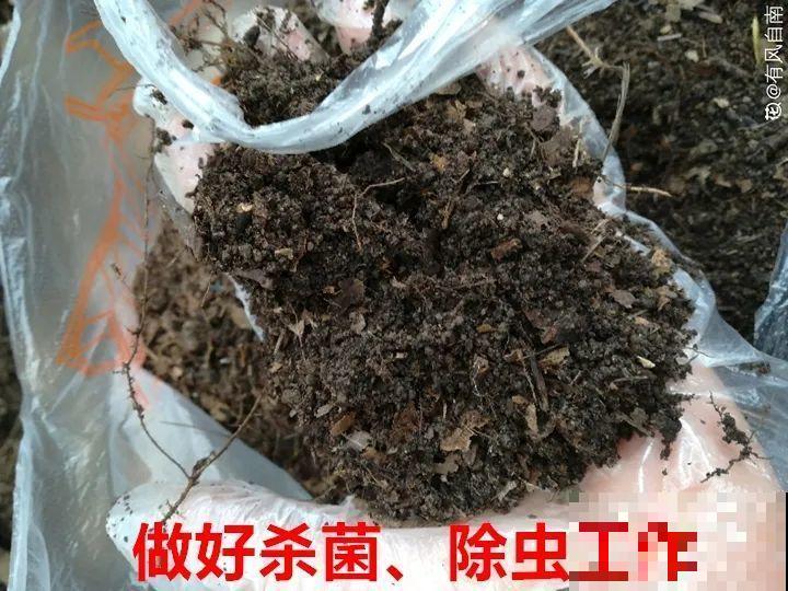 花出现7种情况，必须换盆，否则花活不过春天