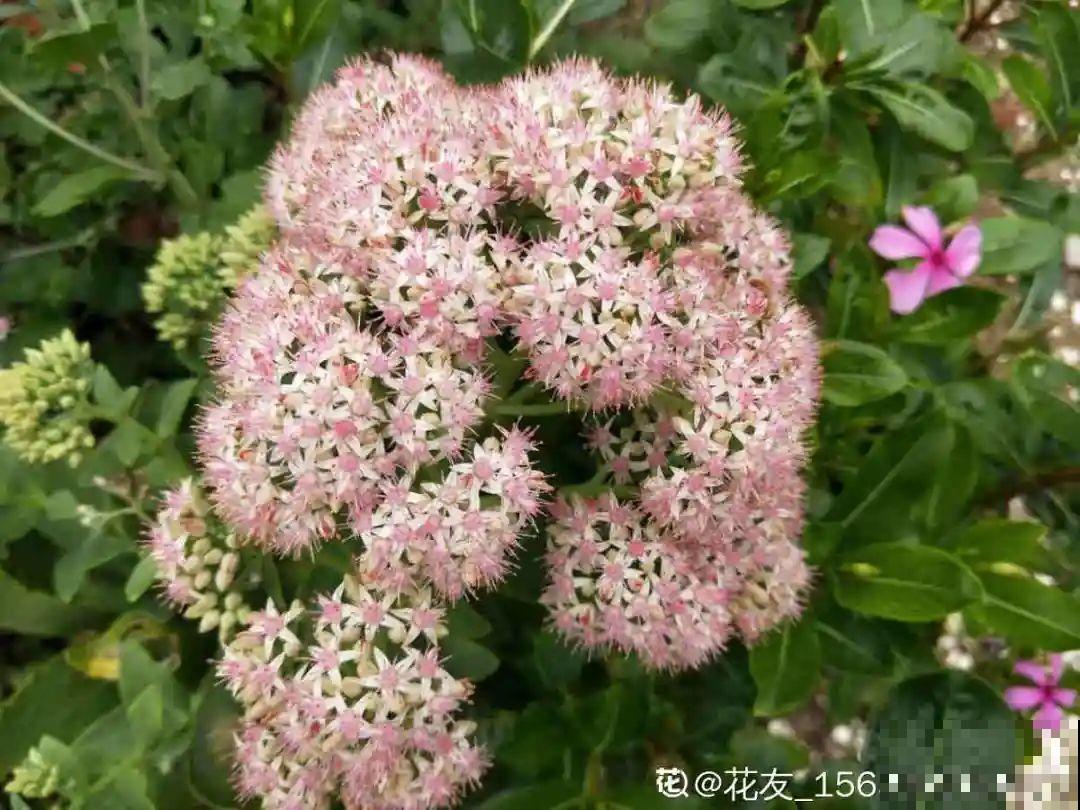 只需要种一次的花，年年疯长，除都除不尽