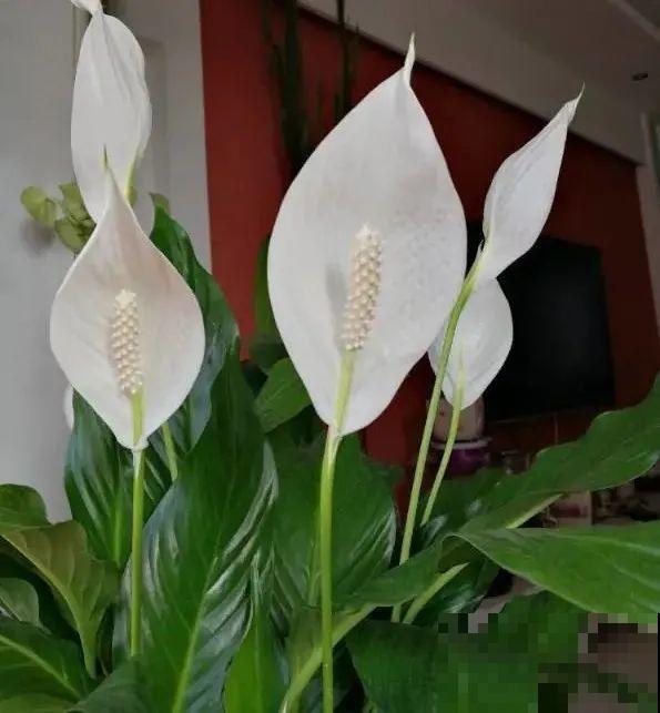 5度以下,常见的21种花必须断水,不然都烂根了 5度以下,常见的21种花必须断水,不然都烂根了