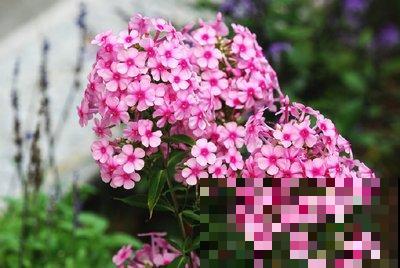 植物界的4大“老寿星”，寓意健康长寿，养的越久越值钱！