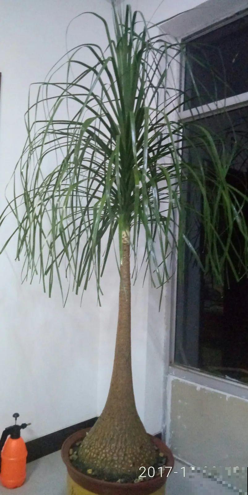 超级耐旱花，整个冬天不浇水，还能胖一圈！