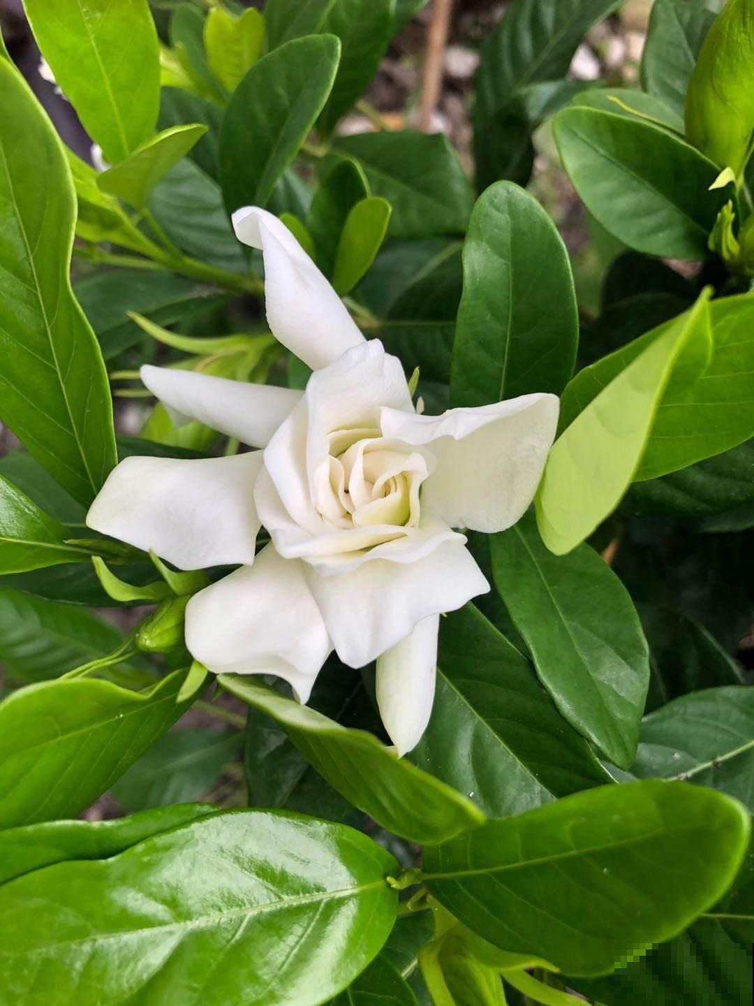 6种植物能染色，从古用到今，工艺传承几千年