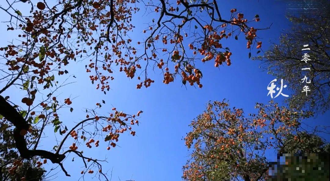 3年的时间，老院子变成大花园，过上塔莎奶奶一样的日子！