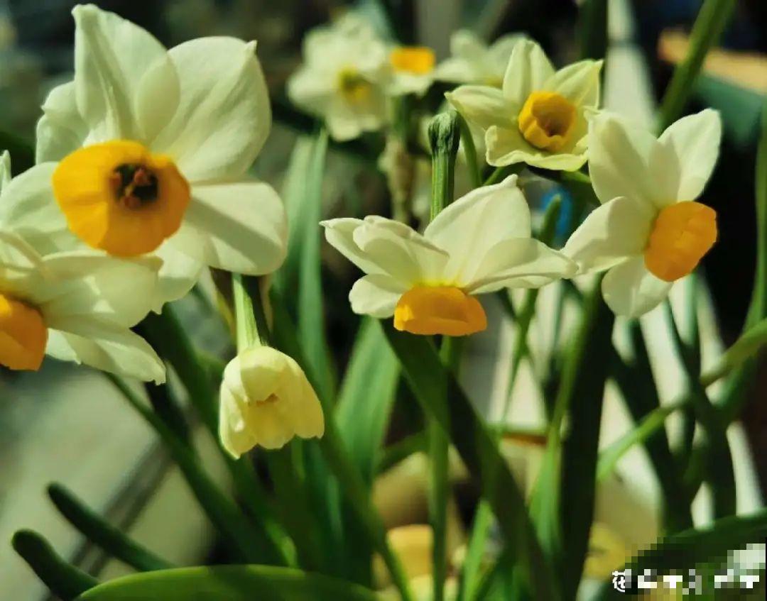 6种花是一次性，开完可以扔了，别再浪费时间