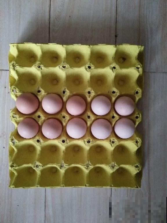 常见的5种蛋,营养成分天差地别,别吃错了! 常见的5种蛋,营养成分天差地别,别吃错了!