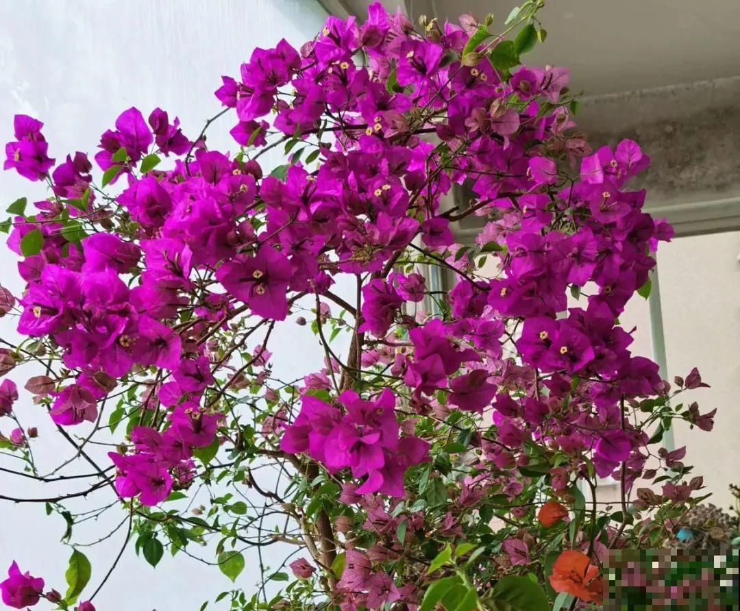 5度以下,常见的21种花必须断水,不然都烂根了 5度以下,常见的21种花必须断水,不然都烂根了