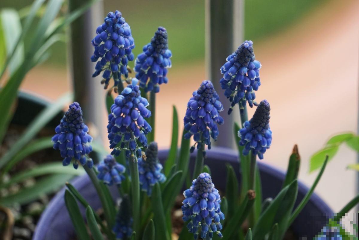 1种花像个“笼子”，还能吃虫子，越看越想笑