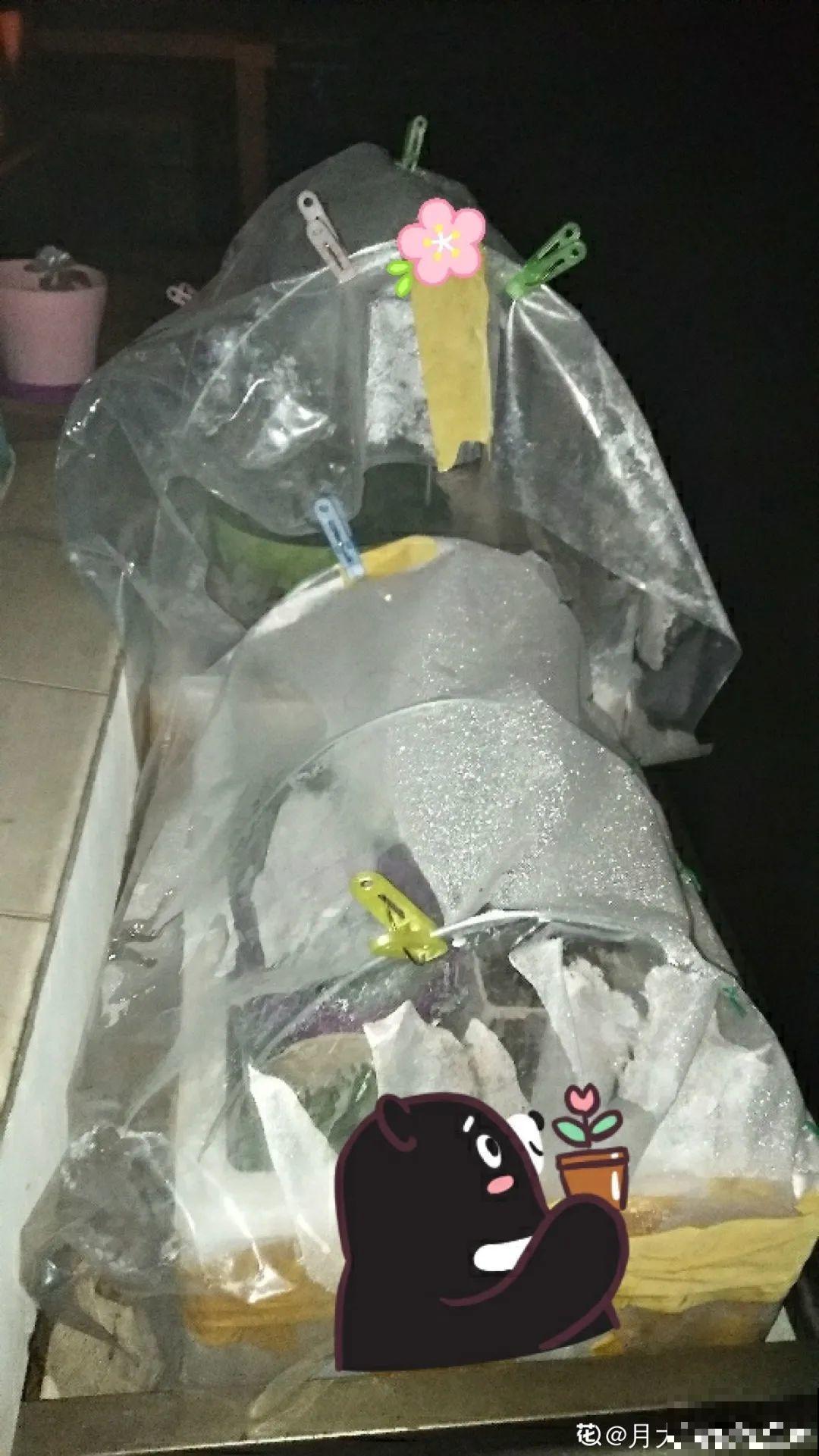 冬天太冷，花要及时保暖，才能安全越冬