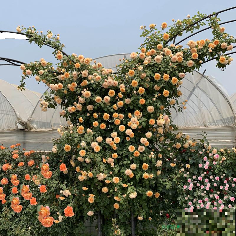 月季养护要选择合适的盆，不能盲目跟风，不然很难爆盆