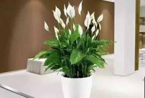 白掌原来这么好养，做好这4点，花越开越美！