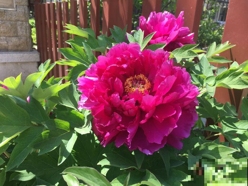 今年买年宵花，本命年可以养4种花，红红火火旺运一整年