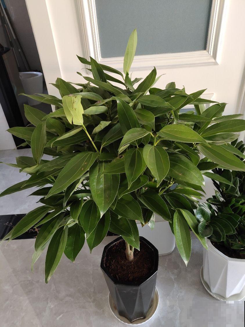 不同生肖，有不同的旺运花，最旺你的花是啥？