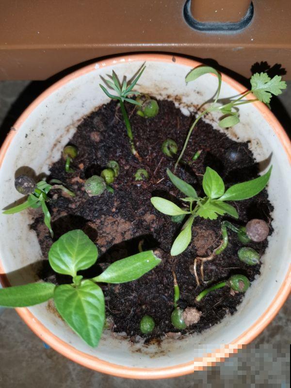 路边看到3种“树种子”，捡回家温水泡一泡，种花盆里变成值钱树