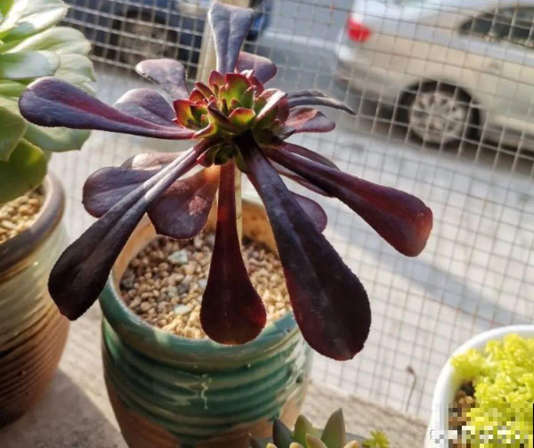 百合开花不是一次性，开完要施肥，1盆能生20盆